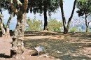 Arbre des justes (vu general) * 768 x 512 * (220KB)